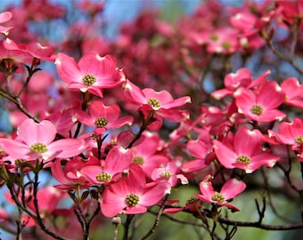 Fotografia di fiori di corniolo rosa