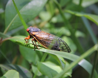 17 Year Cicada - Photograph