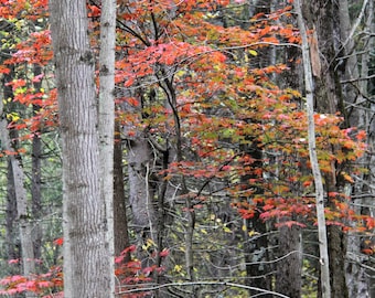 Colors of Fall Photograph