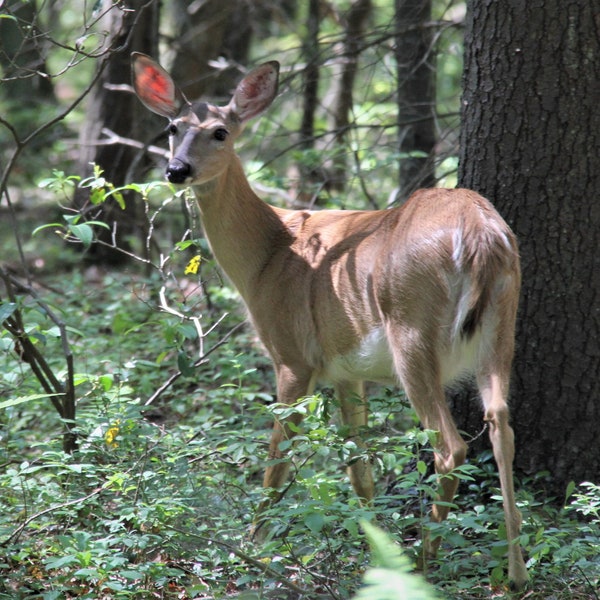 White Tail Deer - Photograph