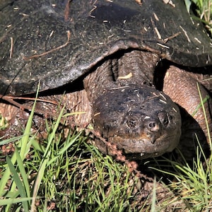 Pode incluir: Um close-up de uma tartaruga-de-pescoço-comprido com a cabeça e o pescoço estendidos para fora de sua carapaça. A tartaruga está em uma área gramada com algumas folhas secas e galhos.