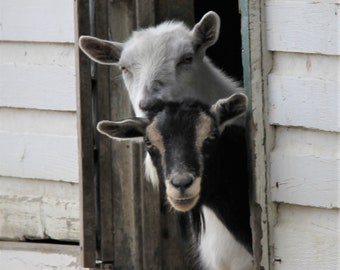 Two Goats - Photograph