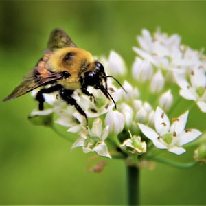 Bee on Flower Photograph