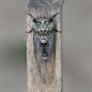 May include: A detailed image of a cicada insect resting on a wooden stick. The insect displays a complex pattern of grey, black, and green tones. Its transparent wings are visible, and the background is blurred, focusing attention on the insect.