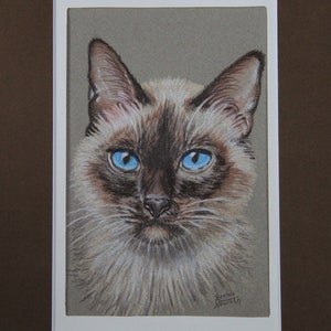 Colored Pencil Siamese Cat Portrait