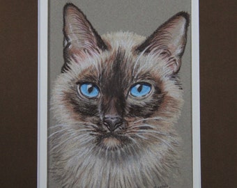 Colored Pencil Siamese Cat Portrait