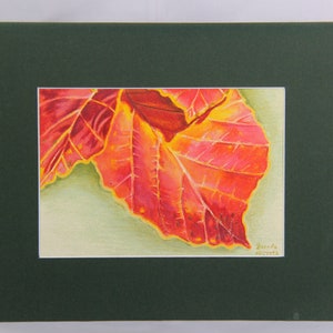 Colored Pencil Witch Hazel Leaves