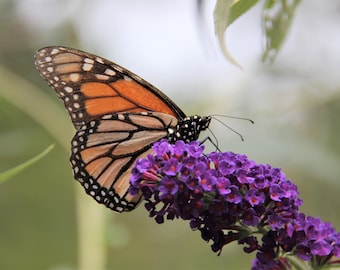 Monarch Butterfly Photograph