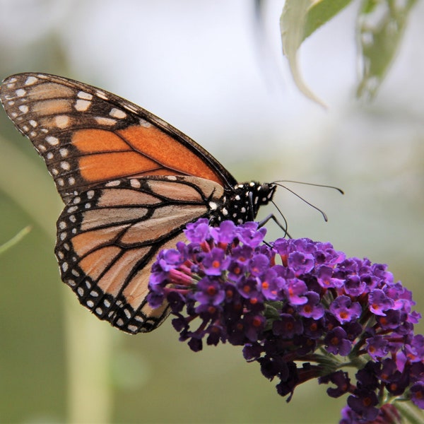 Monarch Butterfly Photograph