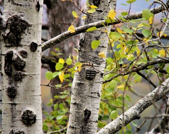 Birch Trees in Fall Photograph