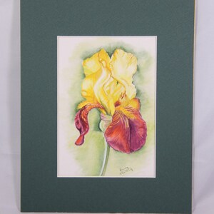 Yellow Iris Colored Pencil Original Painting