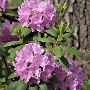 Rhododendron Flower Photograph: Floral Wall Art