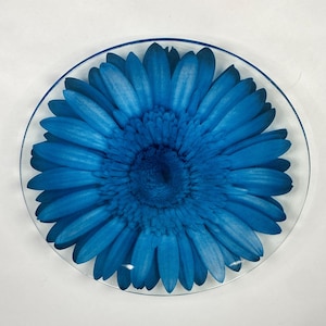 Könnte beinhalten: Ein runder, klarer Glasuntersetzer mit einer leuchtend blauen Gerbera-Gänseblümchen. Die Blütenblätter sind vollständig geöffnet und zeigen ein detailliertes, natürliches Design. Ein dekorativer Artikel für den Haushalt.