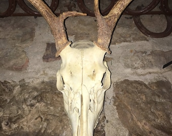 Vintage European Style Deer Skull