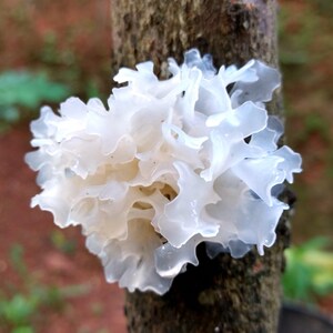 May include: A close-up of a white, translucent fungus growing on a tree trunk. The fungus has a ruffled, layered appearance with a delicate, almost ethereal quality. The background is blurred, with hints of green and brown.