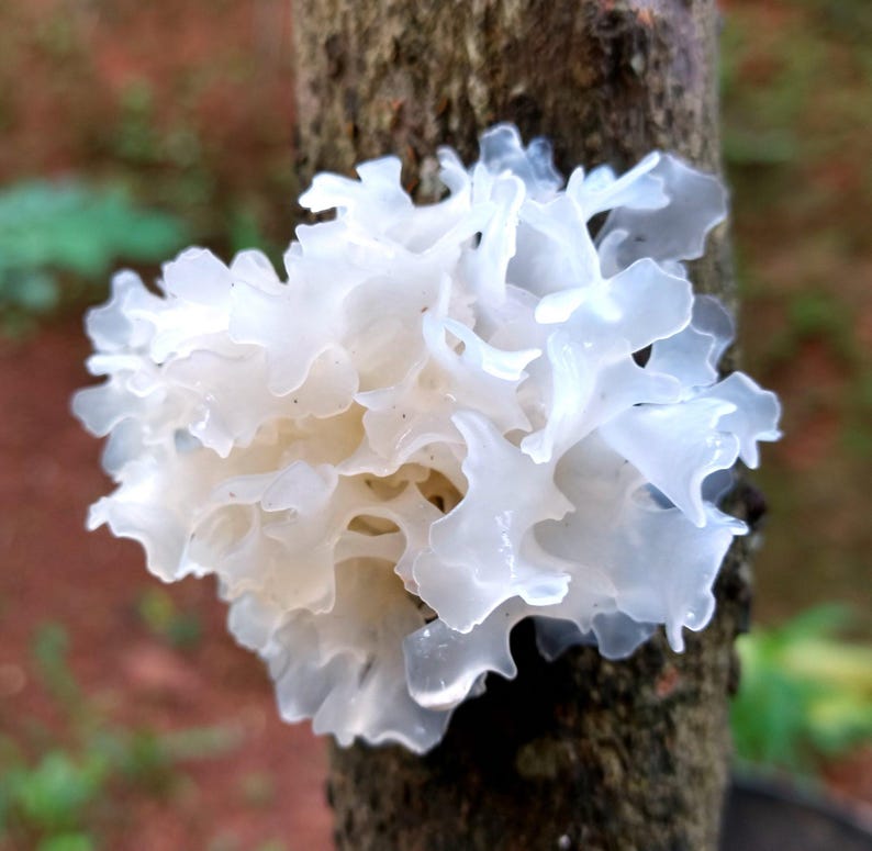 May include: A close-up of a white, translucent fungus growing on a tree trunk. The fungus has a ruffled, layered appearance with a delicate, almost ethereal quality. The background is blurred, with hints of green and brown.