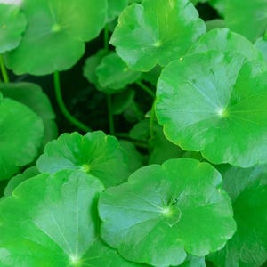 May include: Close-up of bright green, round leaves of a plant. The leaves have a smooth texture and radiate from a central point. The image is well-lit, highlighting the vibrant color and details of the foliage.