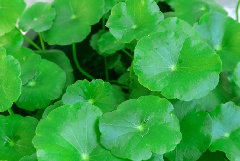 May include: Close-up of bright green, round leaves of a plant. The leaves have a smooth texture and radiate from a central point. The image is well-lit, highlighting the vibrant color and details of the foliage.