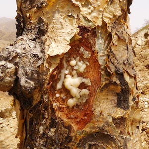 May include: Detailed view of a tree trunk with textured, peeling bark in brown and cream tones. A section of the trunk reveals a reddish-brown interior with white resinous globules. The tree is set against a backdrop of a dry, mountainous landscape.