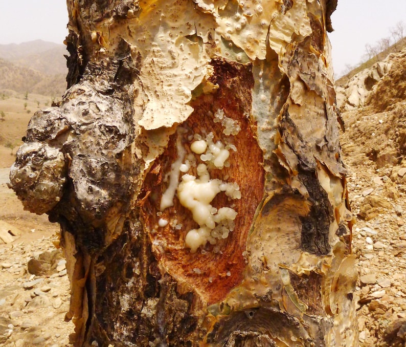 May include: Detailed view of a tree trunk with textured, peeling bark in brown and cream tones. A section of the trunk reveals a reddish-brown interior with white resinous globules. The tree is set against a backdrop of a dry, mountainous landscape.