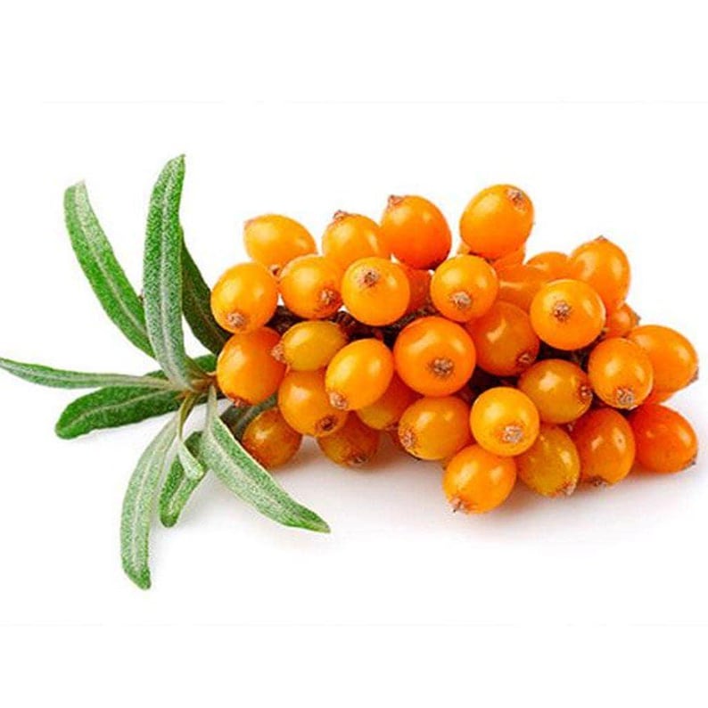 Sea Buckthorn & Pomegranate Botanical Oil, Lg 2oz Size - Healthy natural facial serum, Skin types dry, mature, or dull complexions image 9