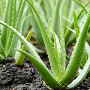May include: Close-up of several aloe vera plants growing in dark soil. The plants have thick, green, pointed leaves with serrated edges. The leaves are arranged in a rosette pattern, with some leaves overlapping.