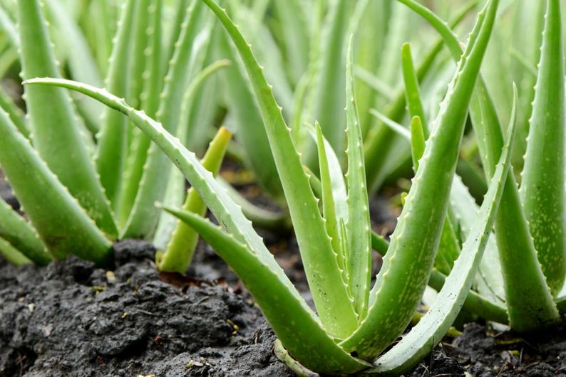May include: Close-up of several aloe vera plants growing in dark soil. The plants have thick, green, pointed leaves with serrated edges. The leaves are arranged in a rosette pattern, with some leaves overlapping.