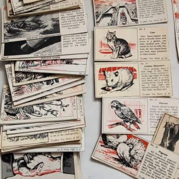 Typhoo Tea Cards Etsy