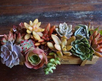 Assorted Small-Medium Fresh Succulent Cuttings (1.5"- 3")
