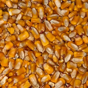 May include: Close-up shot of a pile of dried corn kernels. The kernels are a mix of yellow and white, with a slightly glossy texture. The image is well-lit, showing the details of each kernel.