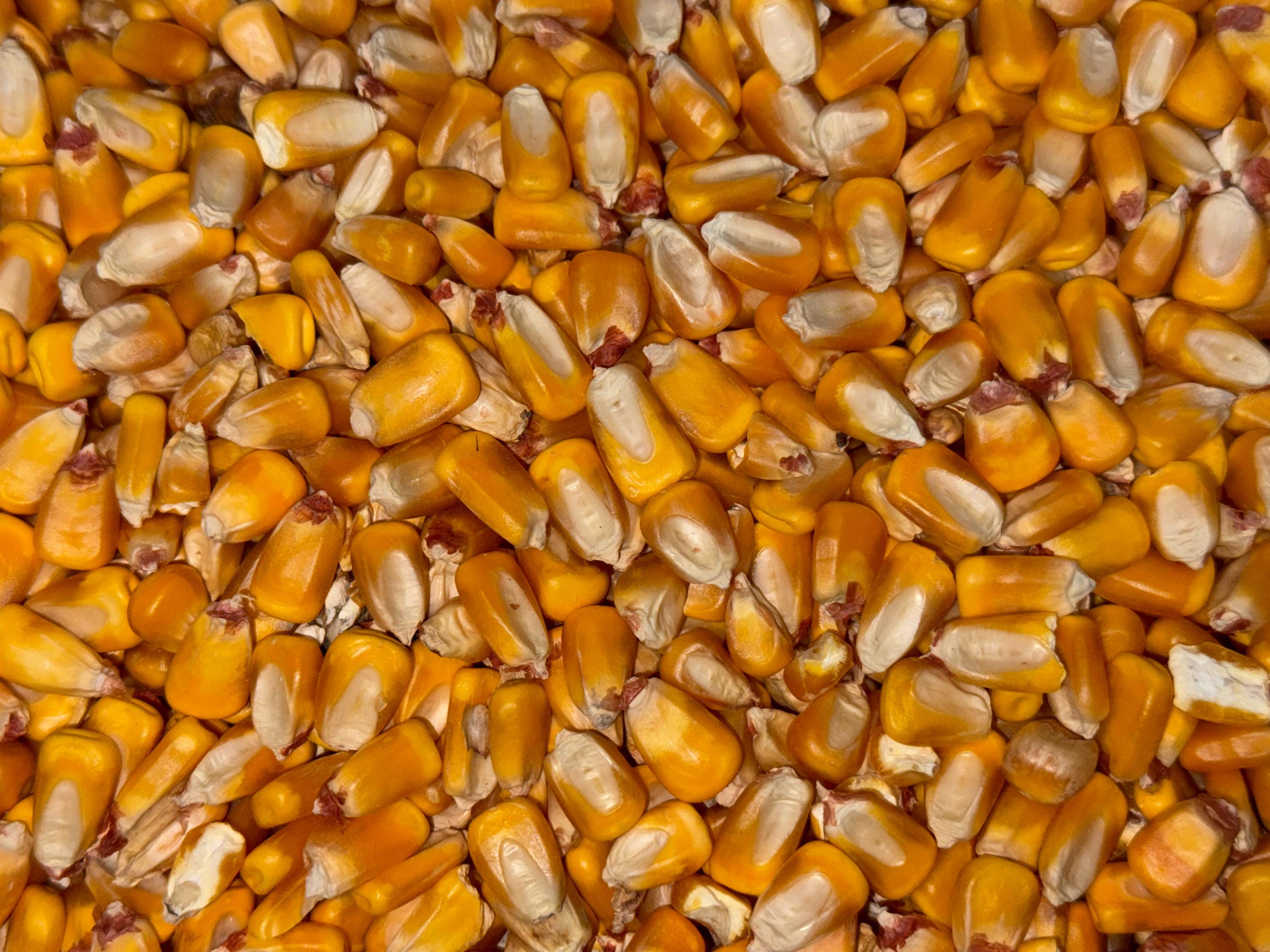 What Is Shell Corn Whole Shell Corn Clean 8 Pounds (cornhole Bags, Heating Pads, Crafts ...