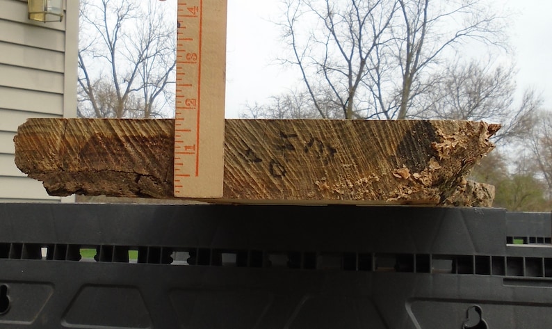 White Oak Live Edge Lumber Slab Table Art Project Craft 41 Long 9 to 18 Wide 1 34 Thick Planed Sanded