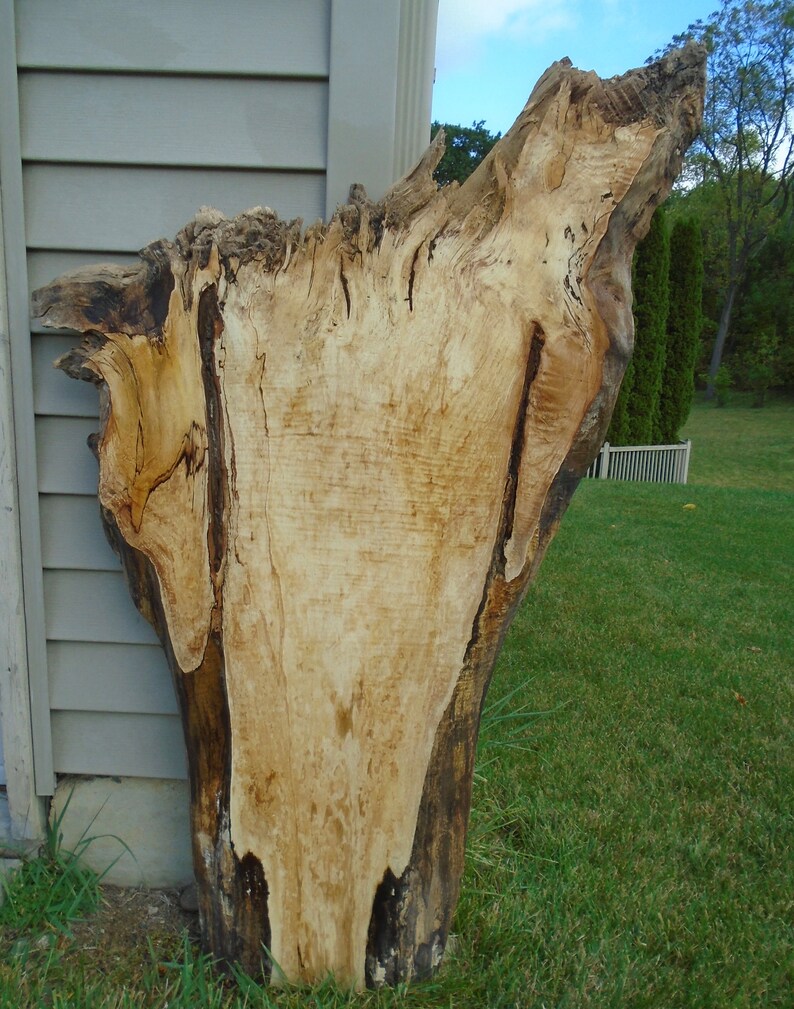 Spalted Maple Live Edge Lumber Slab Root Table Decor Art 46 1/2 Long 12
