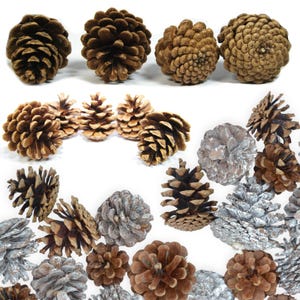 Dried Pine Cones - Christmas Wreaths, Festive Garlands, Autumn Natural Decorations, Floral Arranging, Austriaca Pine Cones