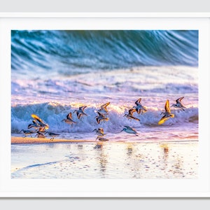 Shorebirds at Sunrise ~ Destin, Miramar Beach, Florida Photography Print -- Emerald Coast Photos