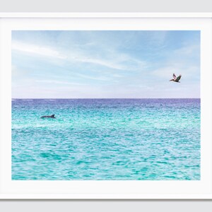 Dolphin and Pelican ~ Destin, Miramar Beach, Florida Photography Print -- Emerald Coast Photos