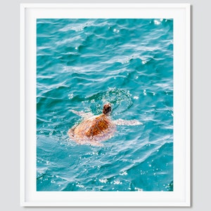 Swimming Sea Turtle ~ Destin, Miramar Beach, Florida Photography Print -- Emerald Coast Photos