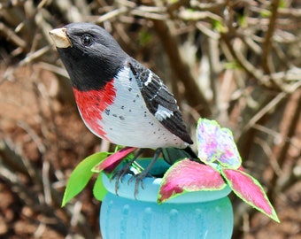 Rose-breasted Grosbeak with Coleus