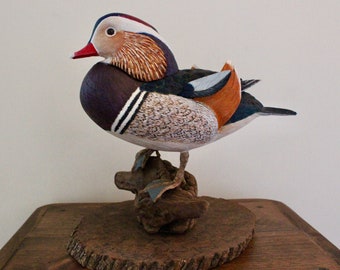 Standing Mandarin Duck