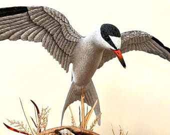 Endangered Least Tern Hovering over Driftwood