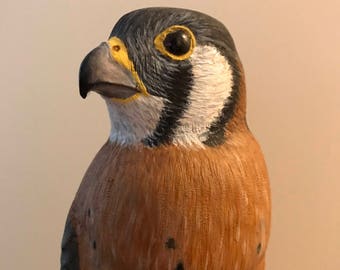 Kestrel on Maine Driftwood