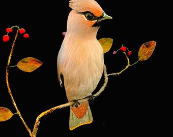 Bohemian Waxwing and Winterberry