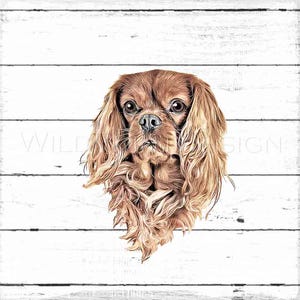 Puede incluir: Un primer plano de un perro Cavalier King Charles Spaniel con un largo y fluido pelaje marrón. El perro tiene una expresión dulce y mira directamente a la cámara.