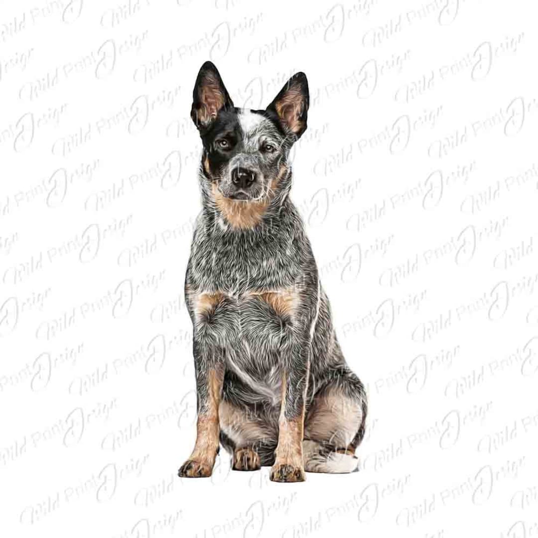 Blue Heeler Labrador Retriever Dog Clipart Design, PNG, Digital Art ...