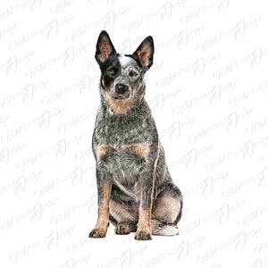 Projekt clipartu z psem rasy labrador retriever blue heeler, PNG, pobieranie wydruków sztuki cyfrowej, natychmiastowe pobieranie, grafika sublimacyjna, druk DTG