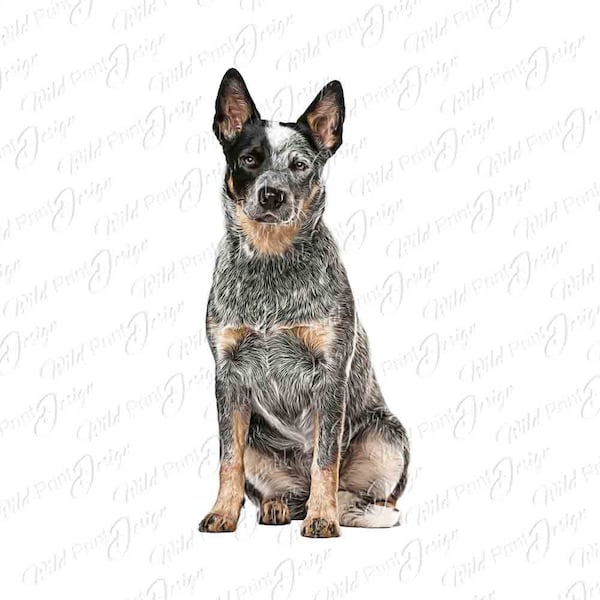 Blue Heeler - Etsy