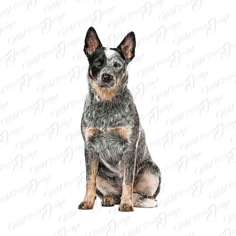 Blue Heeler - Etsy