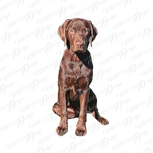 May include: A chocolate brown Labrador Retriever puppy sitting with its front paws crossed and looking directly at the camera.