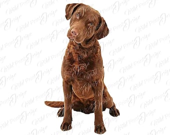 Diseño de clipart de perro Chesapeake Bay Retriever, PNG, descargas de arte digital, descarga instantánea, gráficos para sublimación, impresión DTG
