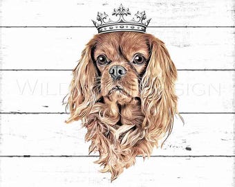 Cavalier King Charles Spaniel Ruby con corona Clipart, fondo transparente, PNG, diseño de logotipo personalizado para empresas, transferencia por sublimación